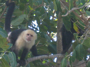 white faced monkey